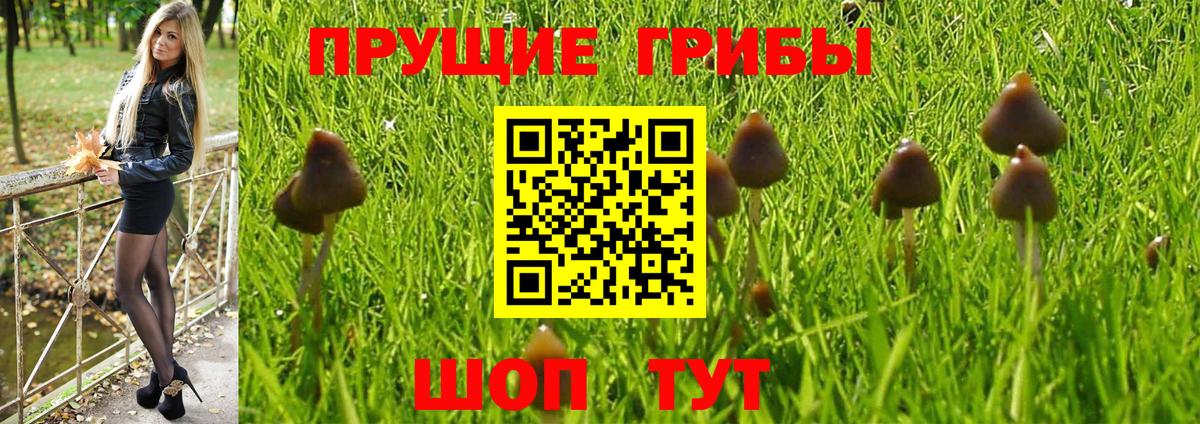 Псилоцибиновые грибы Psilocybe Ишимбай